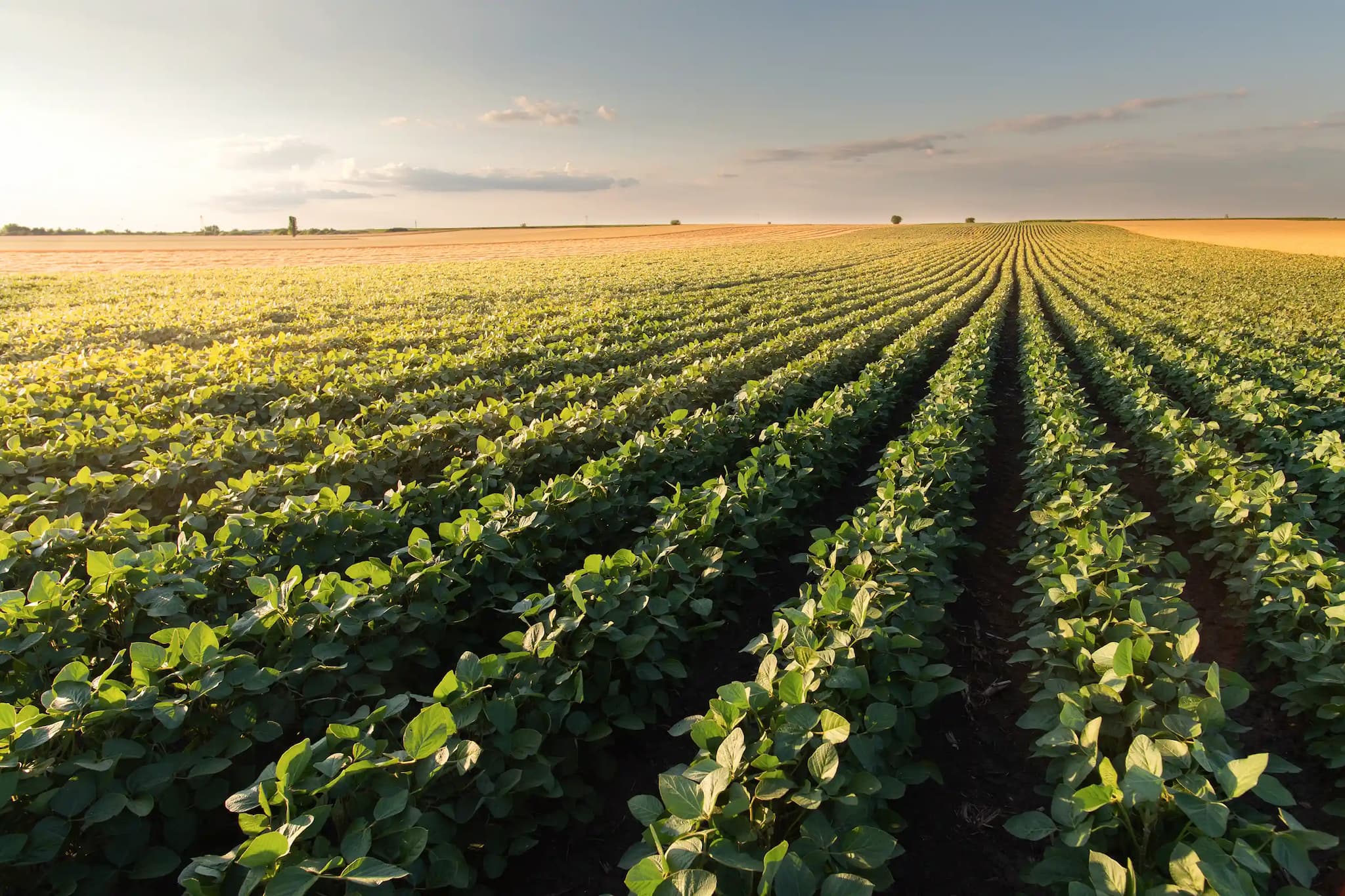 field of crop